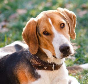 характер собаки