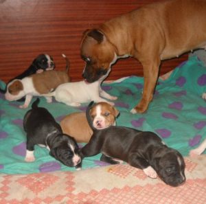 Невероятно сильная и ласковая порода собак Стаффордширский Терьер: характер и воспитание