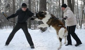 тренировка московской сторожевой