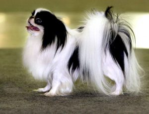 Аристократичный вечный малыш японский хин: особенности характера питомца