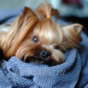 Эти дни у Йоркширского терьера сколько длится течка и какие признаки наступления?