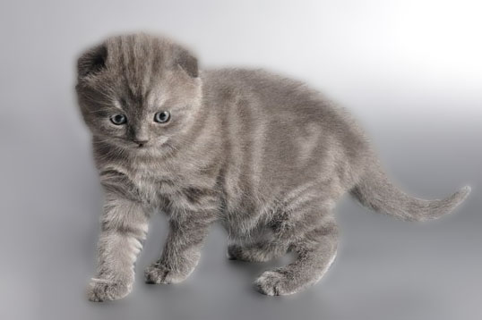 Обзор редких и популярных окрасов шотландской вислоухой кошки