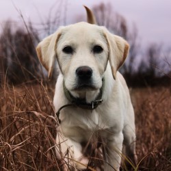 Лабрадор порода собаки