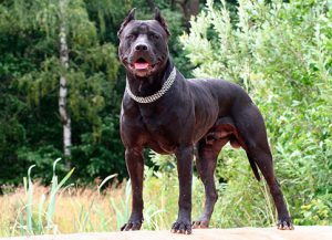 американский питбуль