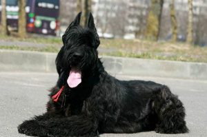 Немецкий ризеншнауцер: особенности характера питомца