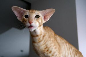 Ориентальная кошка: советы по уходу за утонченной красавицей с Востока