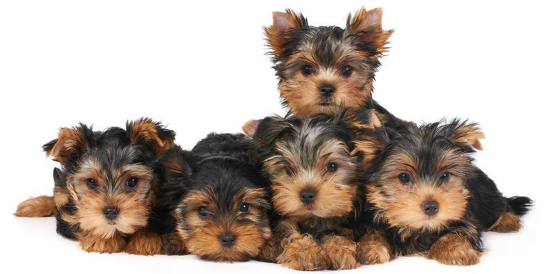 Обзор лучших и оригинальных причесок для Йорков: советы по стрижке и фото