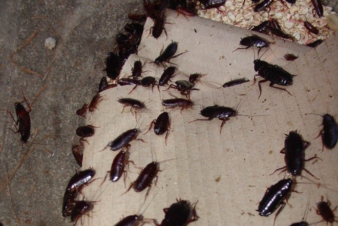 тараканы на картоне