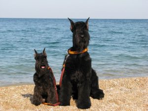 Немецкий ризеншнауцер: особенности характера питомца