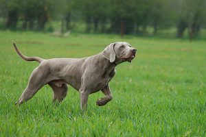 Европейская собака веймаранер: особенности характера питомца