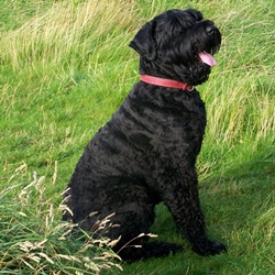 русский черный терьер