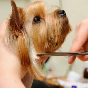 Подробная инструкция как самой подстричь Йорка в домашних условиях: фото причесок