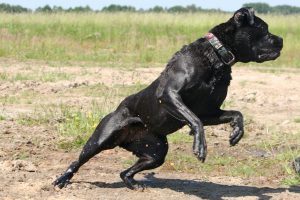 корсо в прыжке