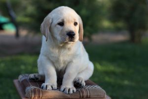 Кодекс хозяина: самостоятельное воспитание и дрессировка щенка лабрадора