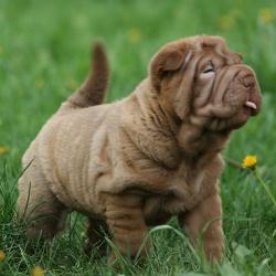 Shar-Pei3