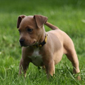 Азартная и волевая порода Питбультерьер (Питбуль): характеристика, сколько стоит?