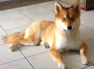 Метис хаски и шпица помски: особенности удивительной породы