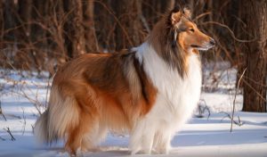 очень красивая колли