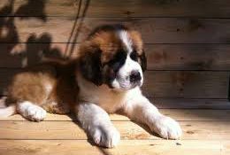 щенок московской сторожевой