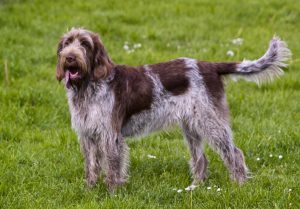 Знакомимся: собака с жизнерадостным нравом итальянский спиноне