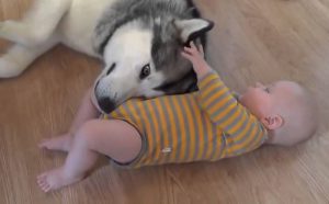 хаски и ребенок