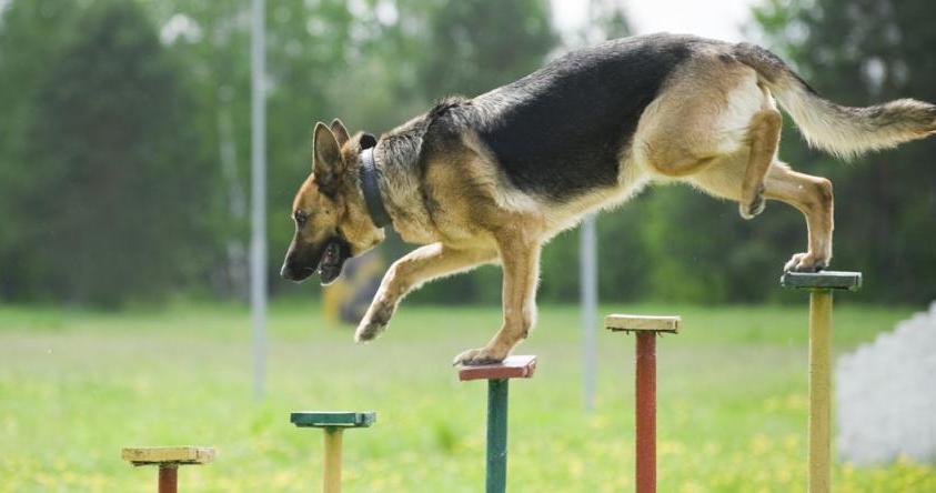 Преданный и умный друг человека Немецкая овчарка: уход и содержание щенка