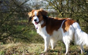 Разновидность спаниеля нидерландский коикерхондье: подружимся с питомцем