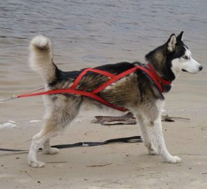 Разновидности ошейников и шлеек для хаски: как не ошибиться с выбором? Инструкция по самостоятельному пошиву