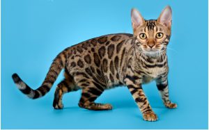 Экзотическая бенгальская кошка с леопардовой расцветкой: внешний вид и характер