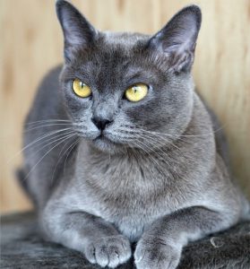 Разнообразие редких и стандартных окрасов бурманской кошки