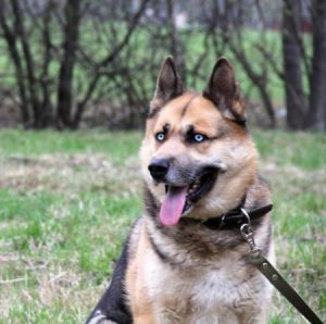 Отличия и характеристика породы помеси Овчарки и Хаски: описание и советы по уходу за метисом