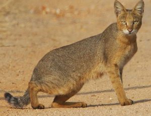 Камышовый кот чаузи: что представляет из себя этот редкий зверь