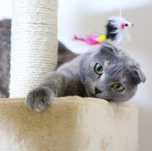 Самые популярные и особенные клички для Шотландских вислоухих котов и кошек: описание породы