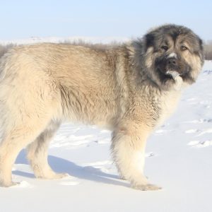 Мохнатый и умный охранник очага Кавказская овчарка: характер и отзывы