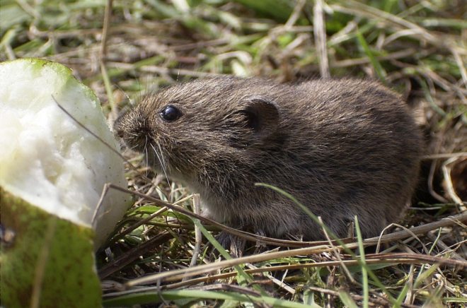 голодная мышь