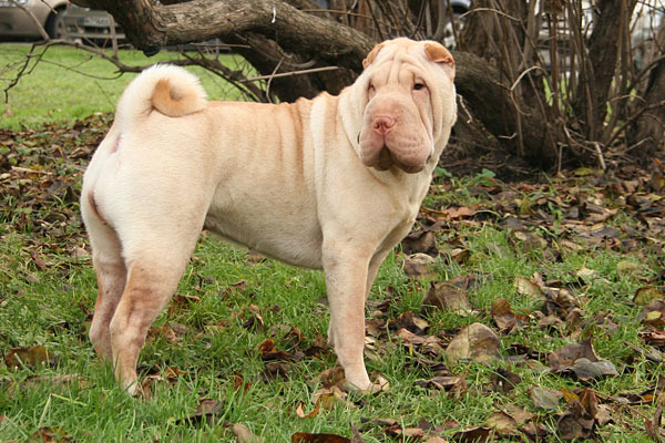 Шарпей: красота домашнего любимца не зависит от цвета шерсти