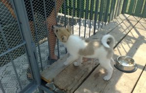 Особенности рациона щенка лайки: рекомендации составления меню