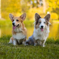 История происхождения породы