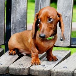 Порода собак такса