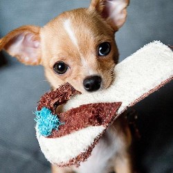 Особенности дрессировки чихуахуа