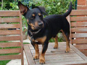 Универсальная пастушья собака ланкаширский хилер: характеристика породы