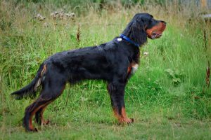 Три разновидности собак породы сеттер: особенности и отличия