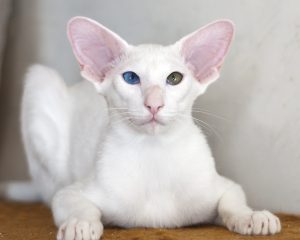 Ориентальная кошка: советы по уходу за утонченной красавицей с Востока