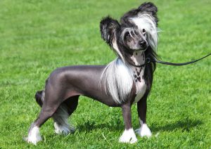 Маленькая и кокетливая китайская хохлатая собака: рекомендации по уходу, продолжительность жизни