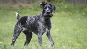 Охотничья, энергичная, рабочая собака дратхаар: особенности характера