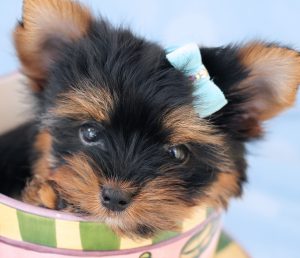 Как оригинально назвать собаку породы Йоркширский терьер: клички для девочек и мальчиков