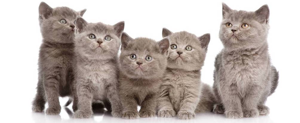 Самая популярная в Британии порода кошек Шотландская прямоухая (Скоттиш Страйт): описание и характер