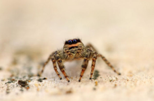 Красивый паучок