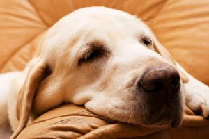 Популярная порода лабрадор: характеристика питомца