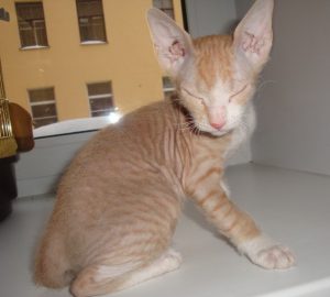 Самые ласковые и умные домашние питомцы Сфинкс с шерстью (Волосатый): описание и характер породы